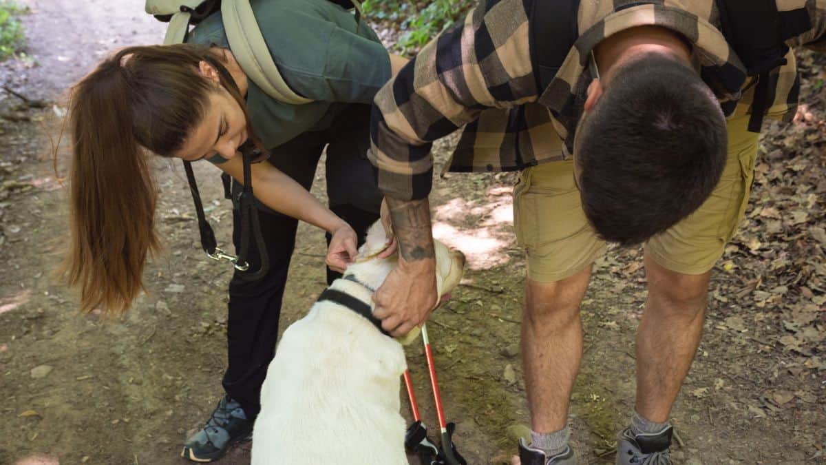 A man and woman adjust a harness on a white dog during a hike in a wooded area, taking precautions on how to avoid ticks.