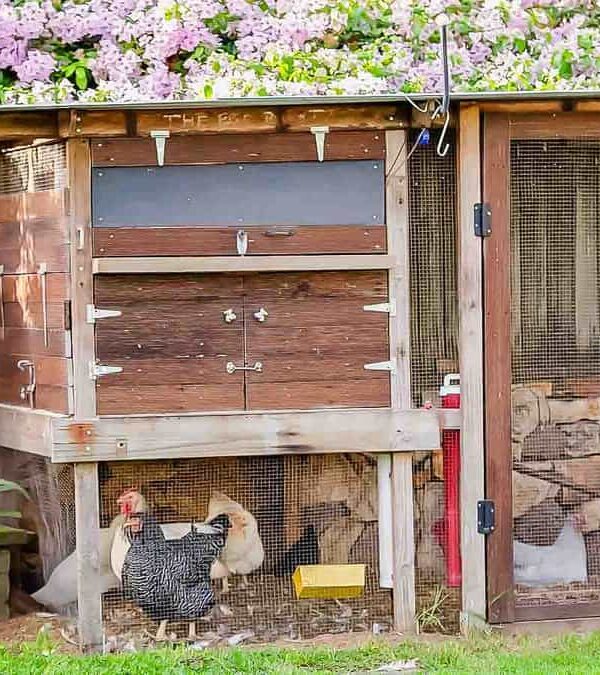 Wooden chicken coop in a garden with flowering bushes, featuring chickens inside and around the enclosure.