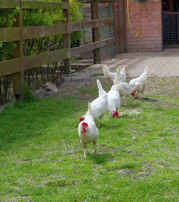 A group of white chickens roaming freely in a farmyard, with grass underfoot and a wooden fence and red brick building in the background.