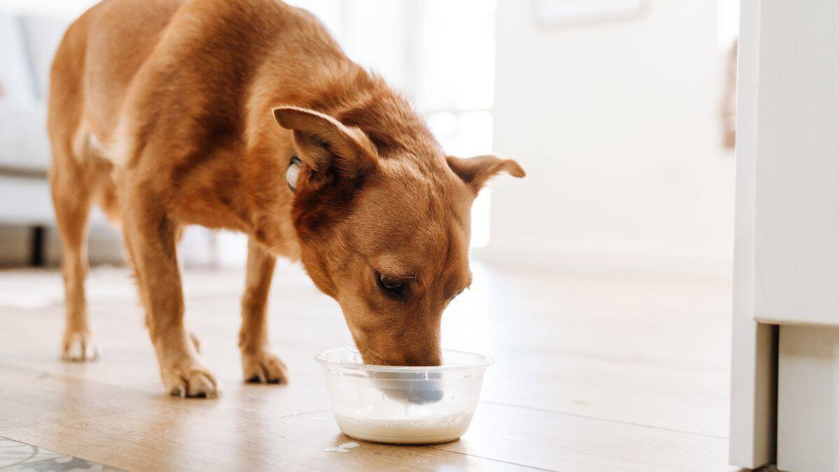 A brown dog drinking milk from a bowl on the floor.