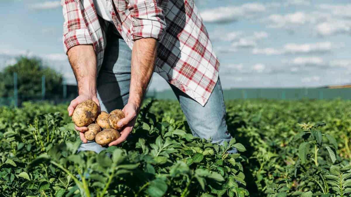 A farmer in a plaid shirt holds freshly harvested potatoes in a field under a clear sky.
