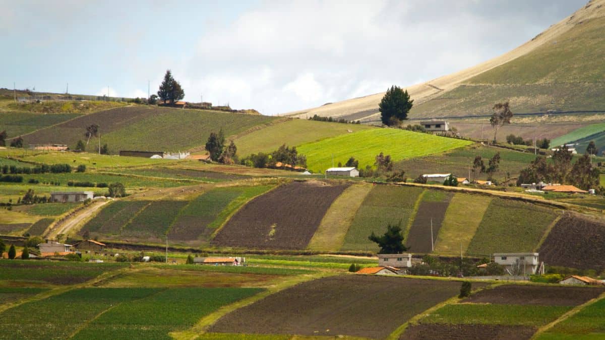 Rolling agricultural landscape with patchwork fields, several trees, and buildings under a cloudy sky.