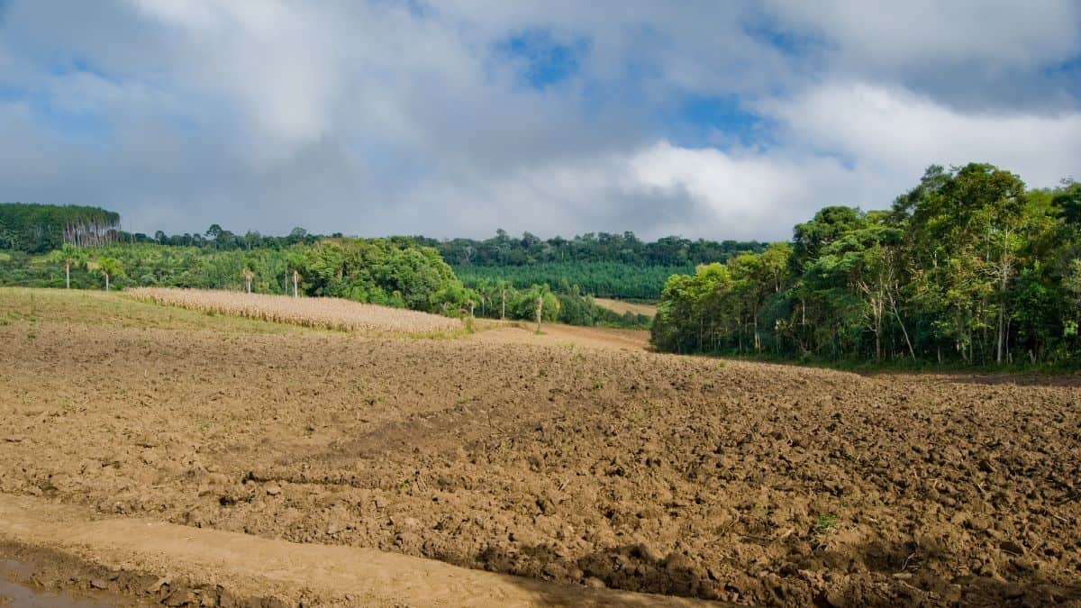 A plowed field under a cloudy sky flanked by green trees and forested areas.