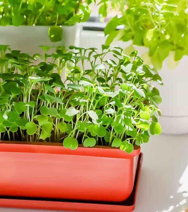 Various pots of healthy microgreens placed on a bright, sunlit window sill, with a focus on a vibrant red pot.