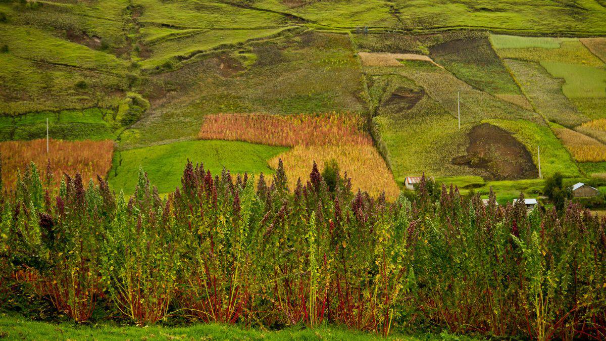 Rolling hills with vibrant green and golden agricultural terraces, interspersed with tall red plants in the foreground.