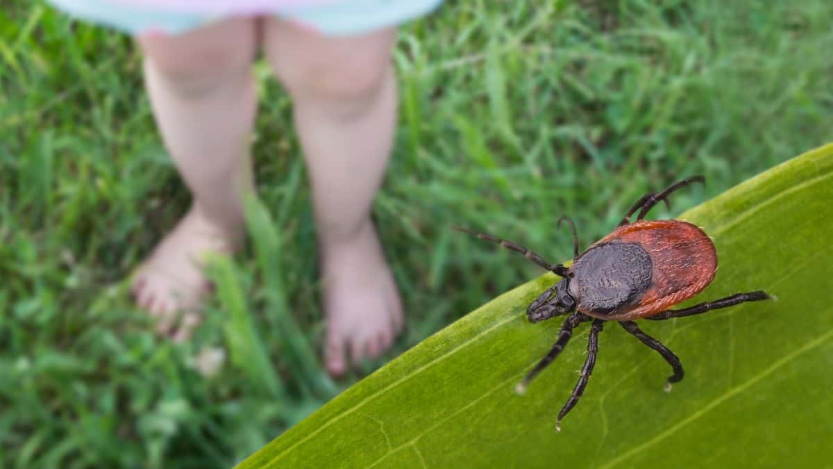 A tick on a leaf with a blurred background of a child's bare legs standing on grass.
