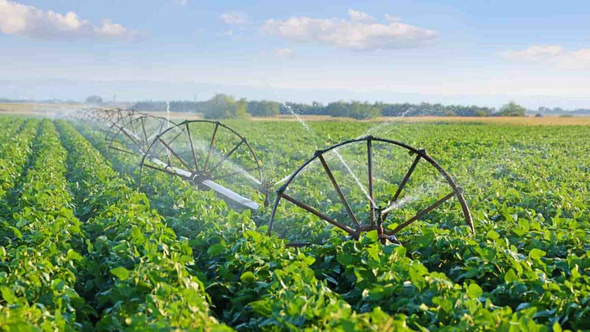 Irrigation system watering a vast green crop field under a clear sky.