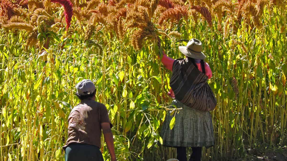 Two farmers harvest tall, golden crops in a sunny field, one wearing traditional attire with a hat and the other in a t-shirt.