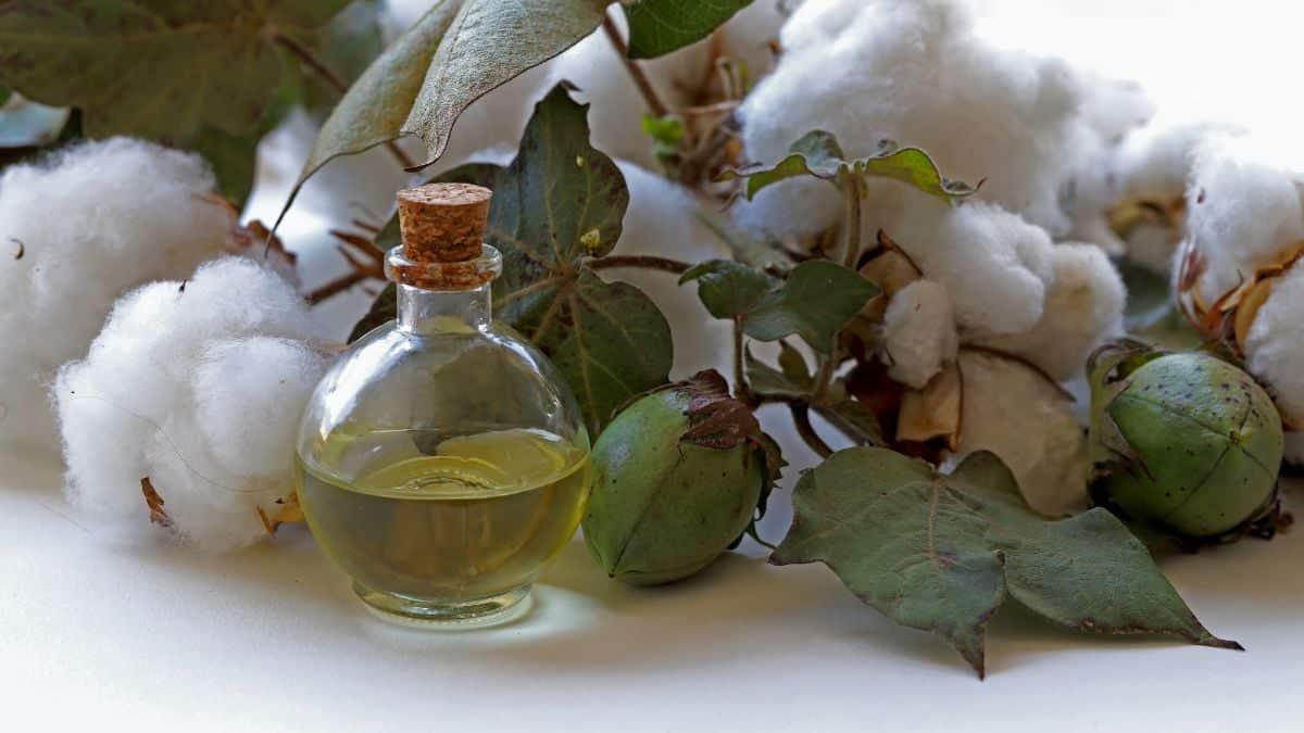A small glass bottle with a cork stopper containing oil, placed among cotton plants with fluffy white cotton bolls and green seed pods.