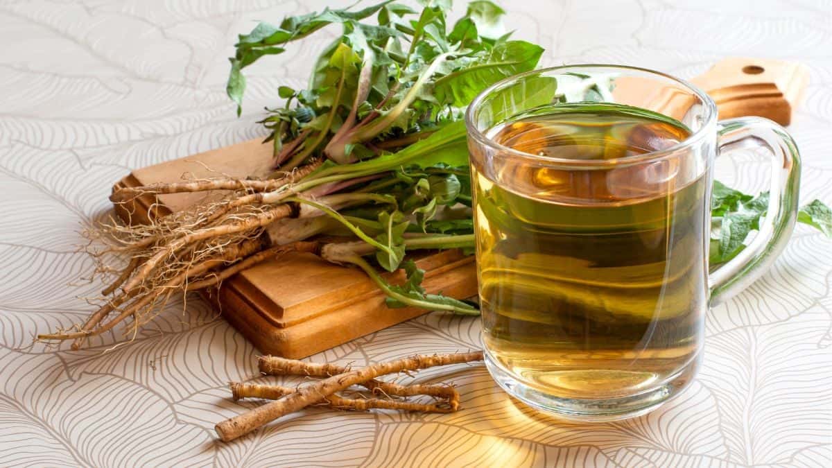 Dandelion Root Tea served in a glass cup