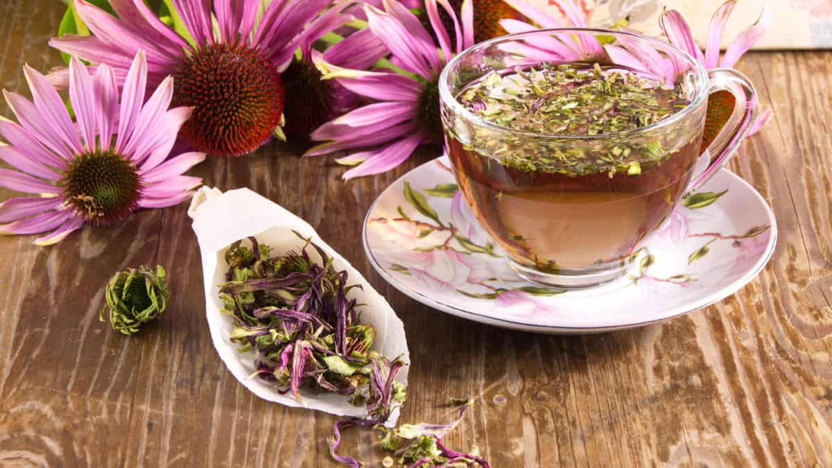 Echinacea Tea served in a glass cup