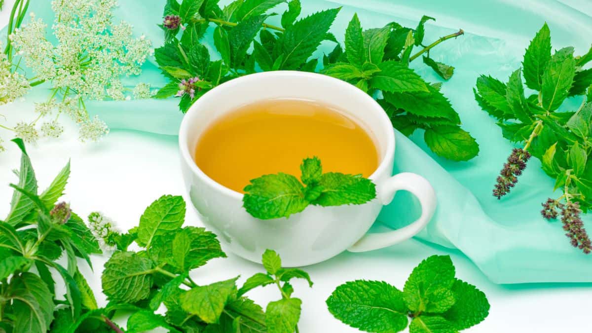 Lemon balm tea served in a cup with fresh lemon balm