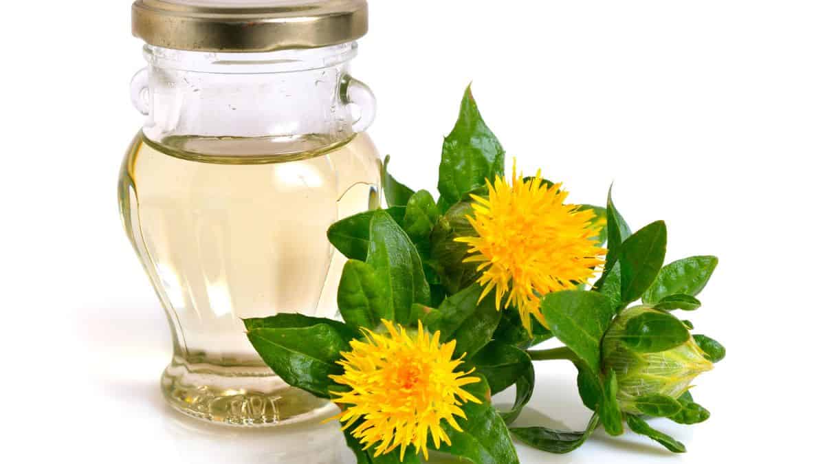 A jar of clear oil with a gold-colored lid is placed next to three yellow blooming safflower flowers with green leaves on a white background.
