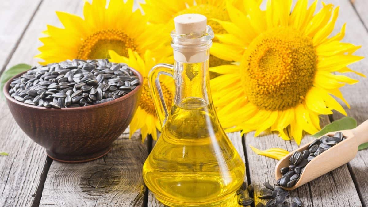 A bottle of sunflower oil, a bowl of sunflower seeds, a scoop with seeds, and three sunflower heads on a wooden surface.