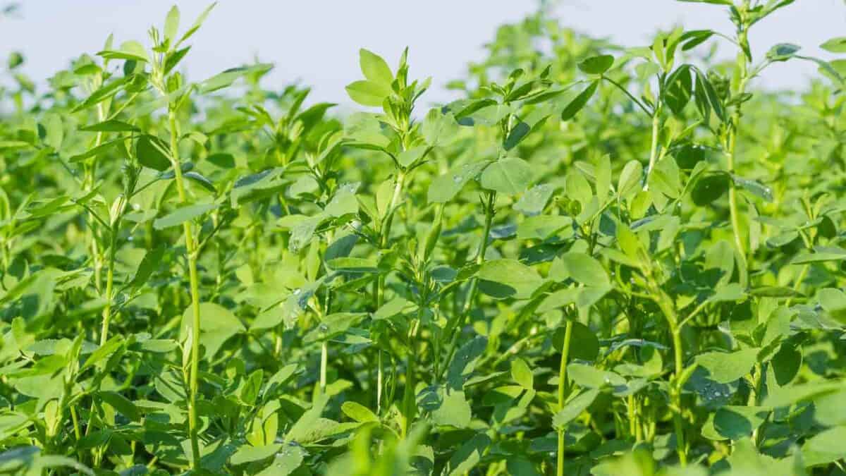 Close-up of a lush green alfalfa field under a clear sky. The dense, healthy foliage extends upwards, indicating well-grown plants in optimal conditions.