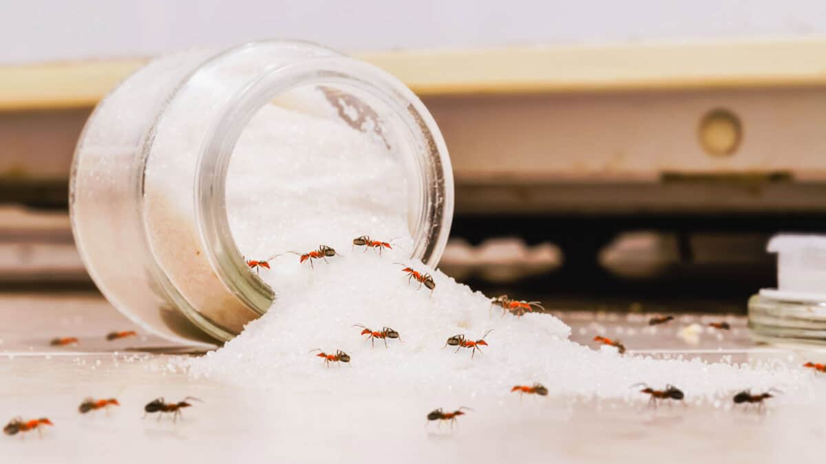 Ants crawling on a spilled pile of sugar from an overturned glass jar on a kitchen counter.