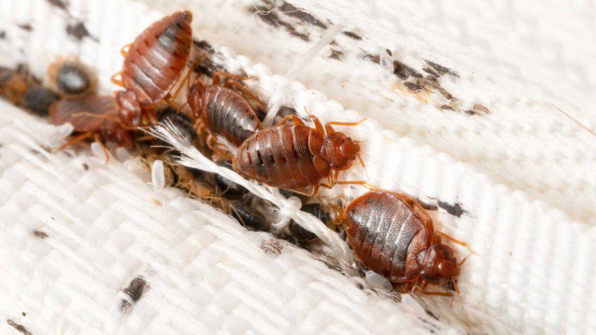 Close-up of bed bugs on a textured white fabric surface.