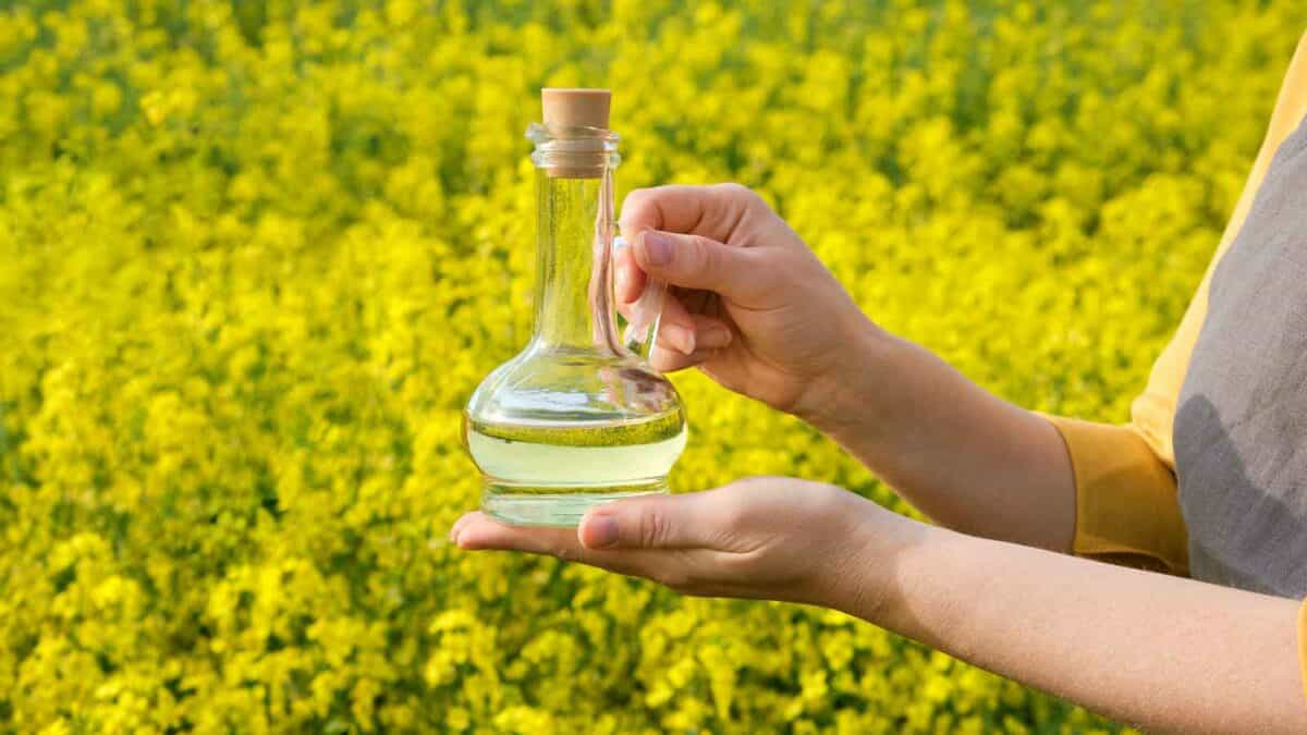 A person holds a clear glass bottle filled with oil, with a field of blooming yellow flowers in the background.
