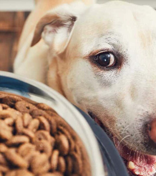 A light-colored dog eagerly looks at a bowl full of dry dog food, indoors with a wooden floor background.