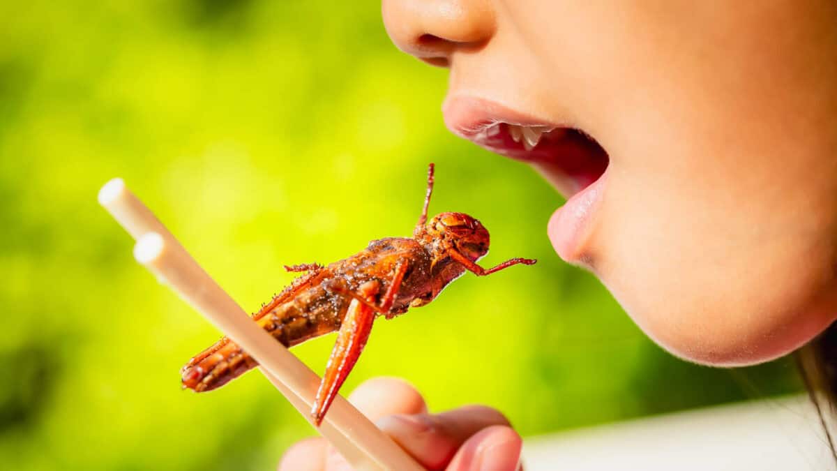 Girl eating insects with chopsticks in her hands.