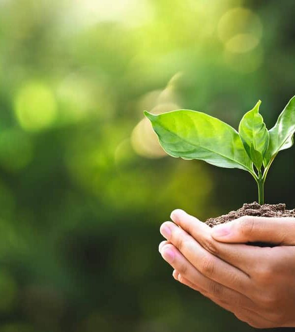 A person's hands cradle a small plant with green leaves, growing from soil, set against a blurred green background.