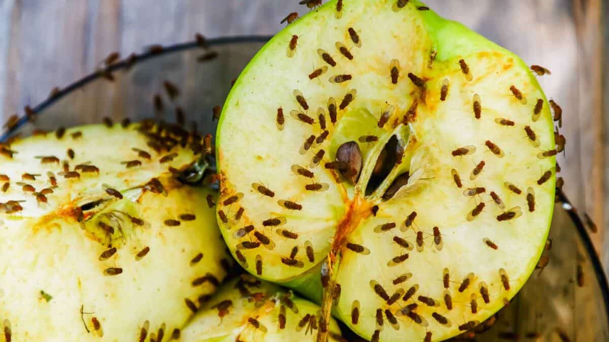 Green apple slices infested with numerous small brown fruit flies on a wooden surface.