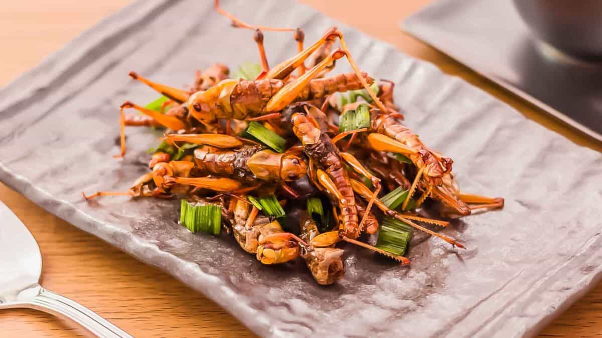 Fried grasshoppers on a plate.