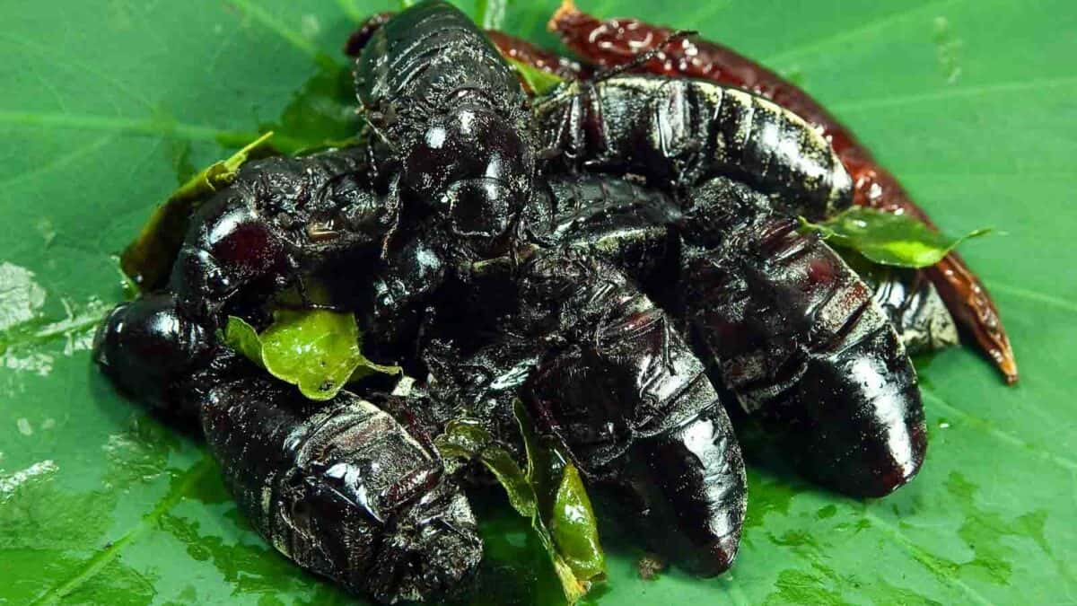 Fried june beetles on a green leaf.