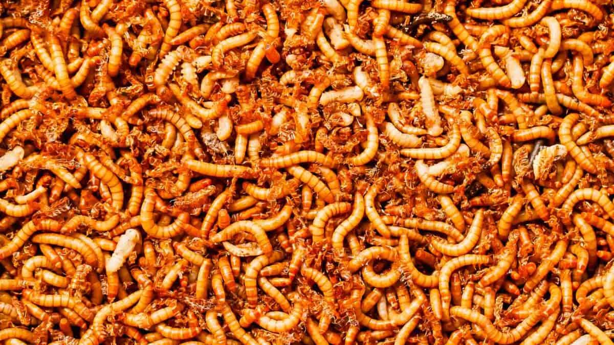 A pile of mealworms.