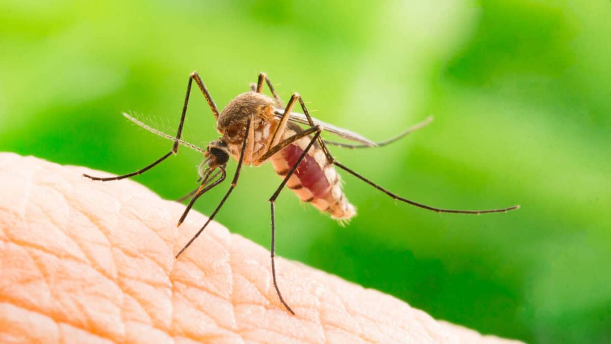 Close-up of a mosquito feeding on human skin against a blurred green background.