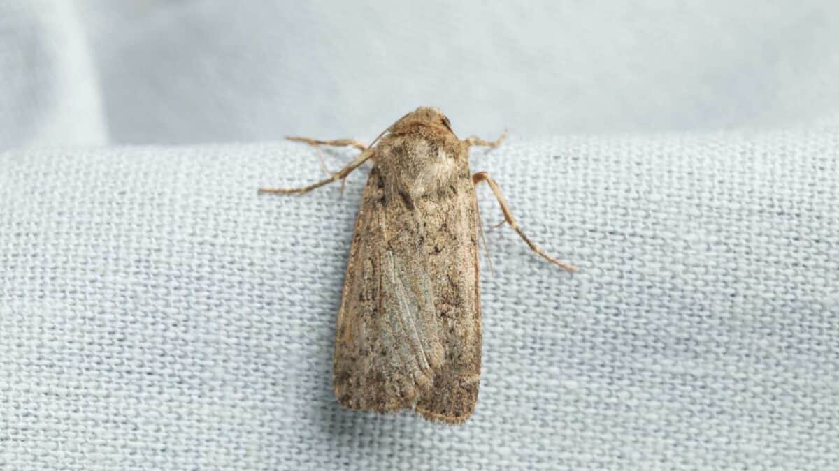 A close-up of a brown moth resting on a textured grey fabric.