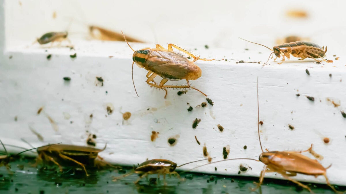 Several cockroaches and nymphs gathered on a white textured surface, highlighting an infestation scenario.