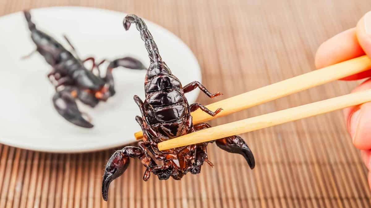 Person holding a fried scorpion in chop sticks.