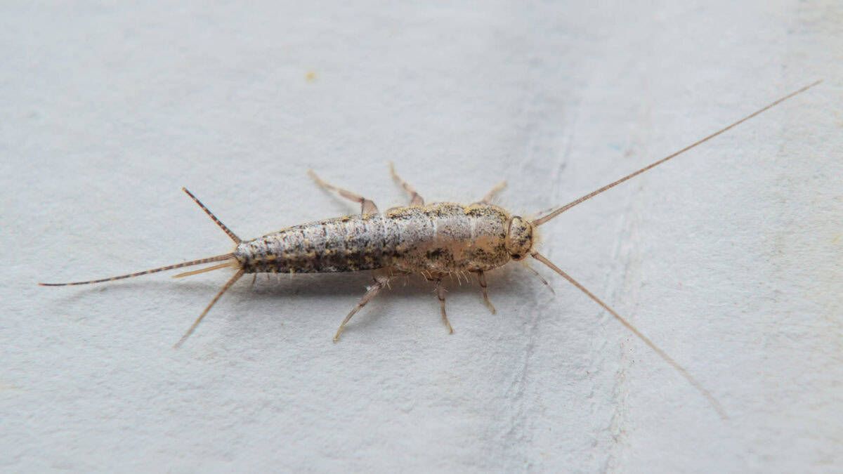 Close-up of a silverfish insect on a textured white surface.
