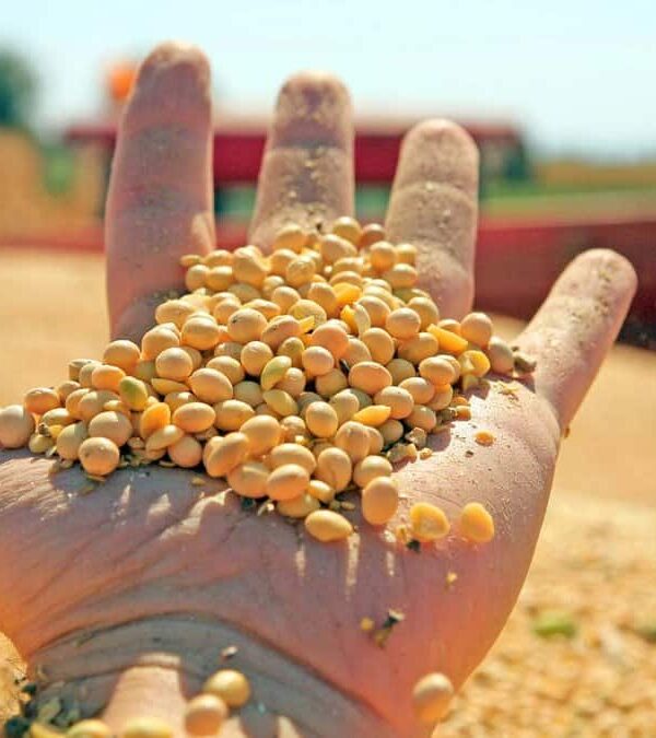 A hand holding a pile of harvested soybeans above a larger collection of soybeans in a field.