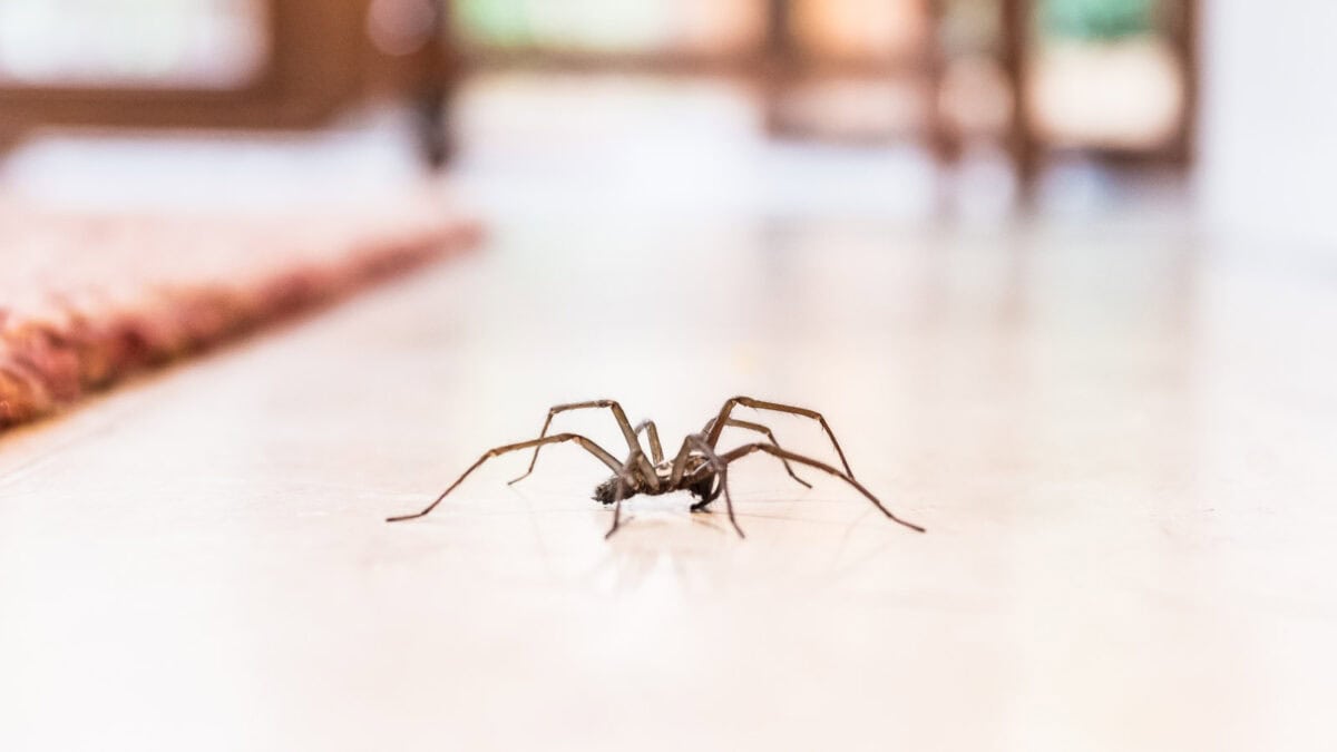 A spider on a shiny floor inside a house, with blurred furniture in the background.