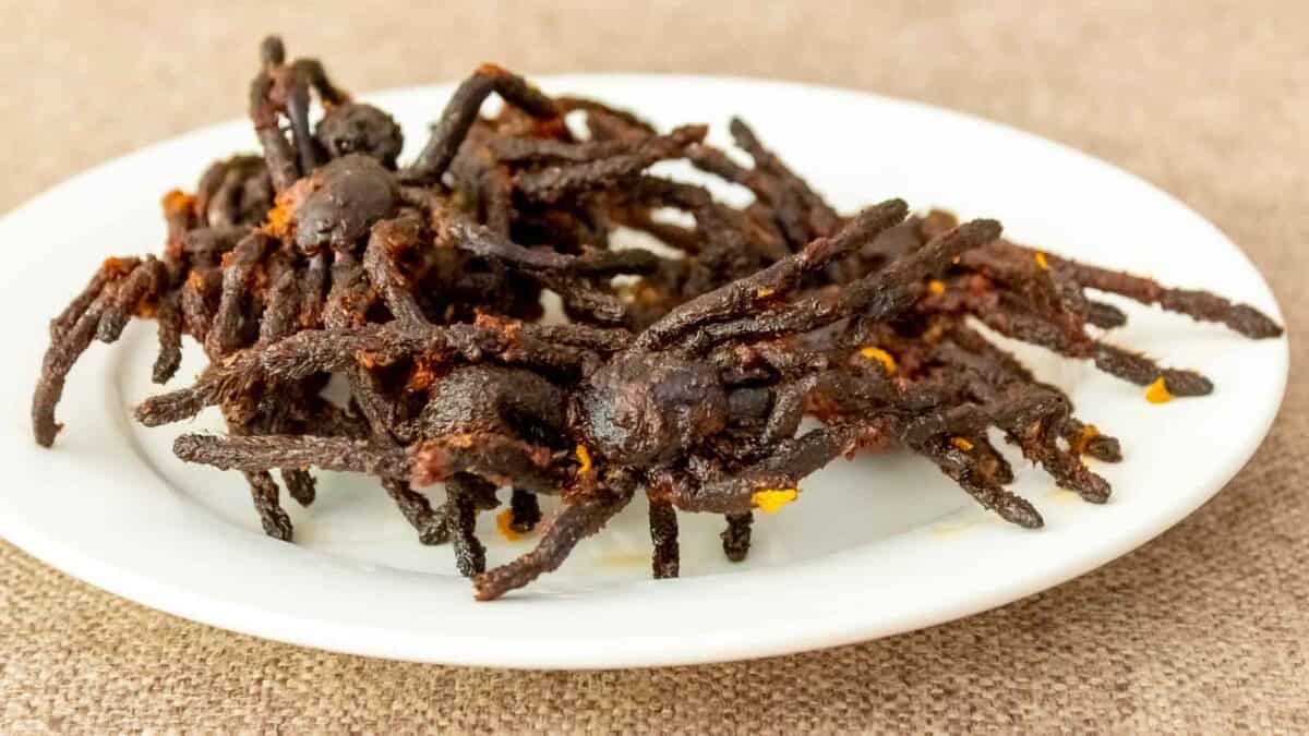Fried tarantulas on a white plate.