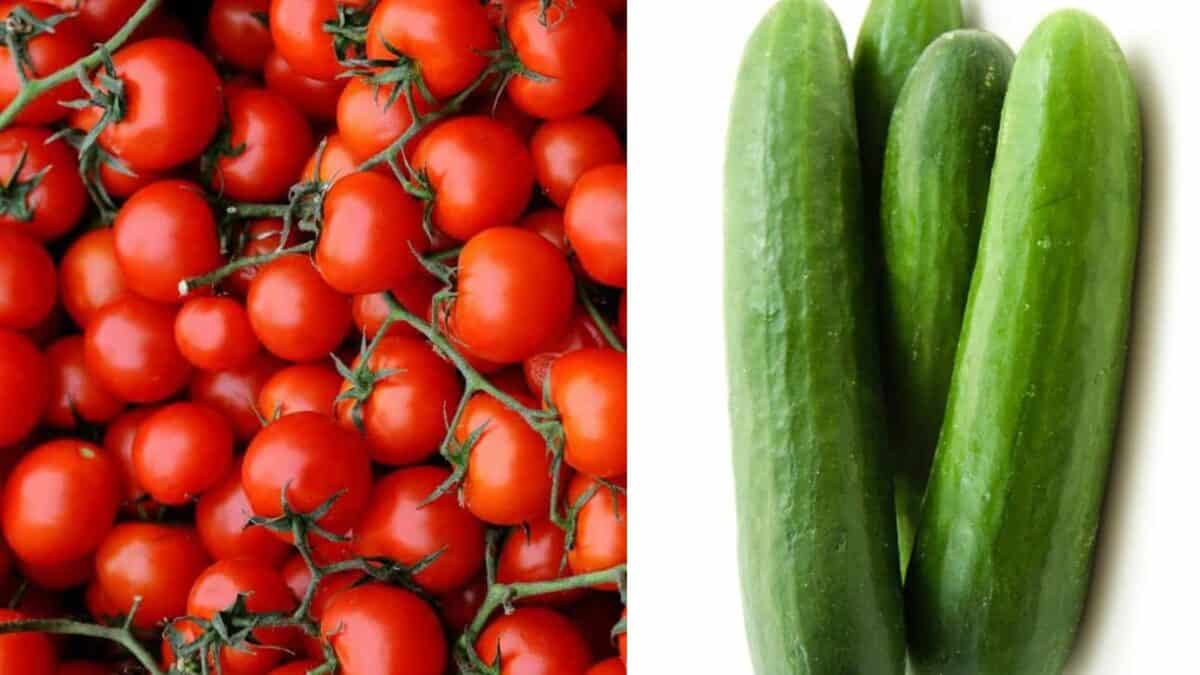 A pile of red tomatoes on the left and three green cucumbers on the right.