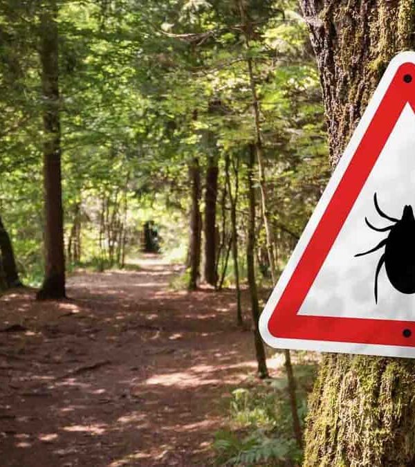 A triangular warning sign with a tick symbol is mounted on a tree beside a forest trail, indicating the potential presence of ticks in the area.