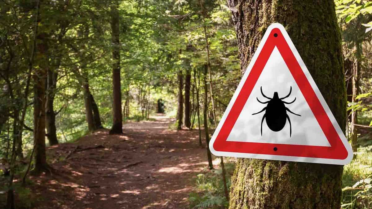 A triangular warning sign with a tick symbol is mounted on a tree beside a forest trail, indicating the potential presence of ticks in the area.