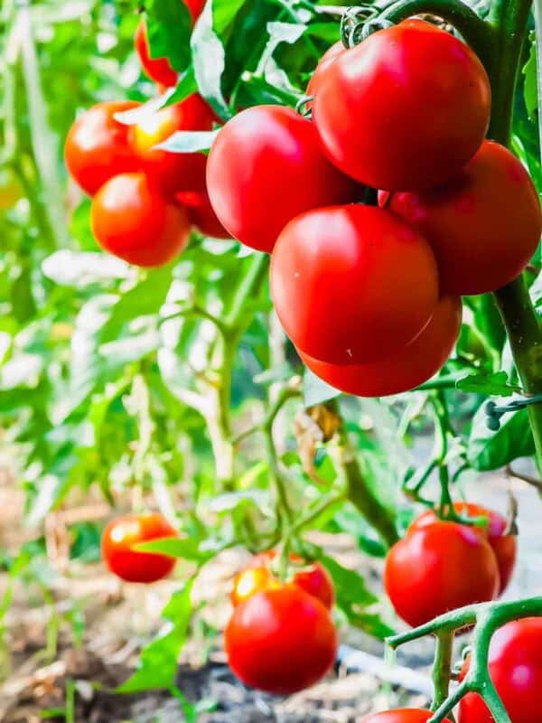 Cluster of ripe red tomatoes growing on green vines in a garden, with sunlight shining through leaves in the background.