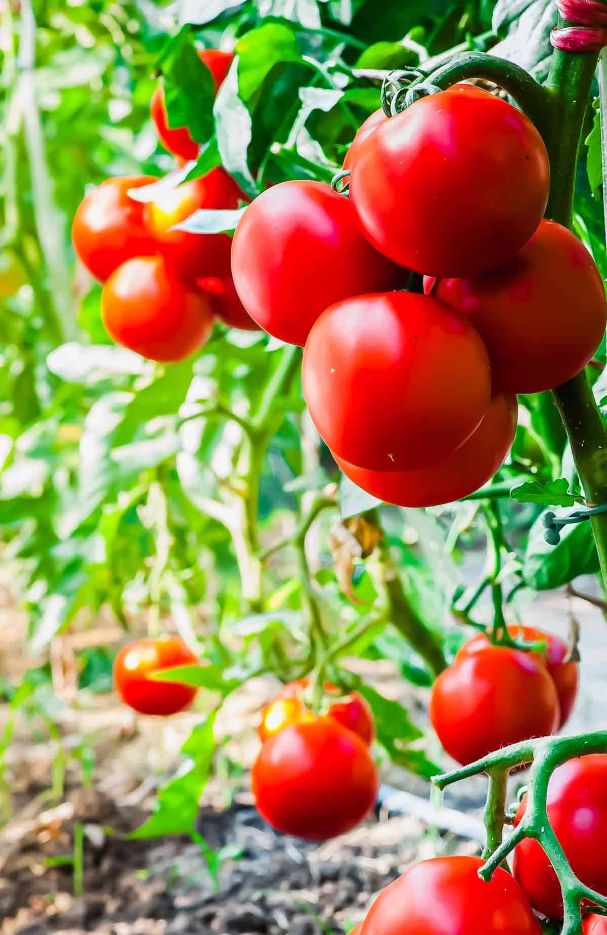 Cluster of ripe red tomatoes growing on green vines in a garden, with sunlight shining through leaves in the background.