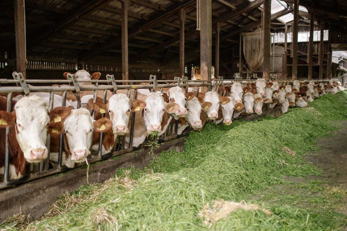 A row of cows with white faces and brown bodies eat fresh green hay inside a covered barn, standing side by side with their heads through feeding barriers.