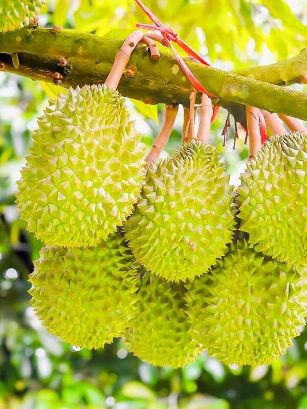 Several durian fruits with spiky green skins hang in clusters from a tree branch, surrounded by green leaves and a blurred natural background.
