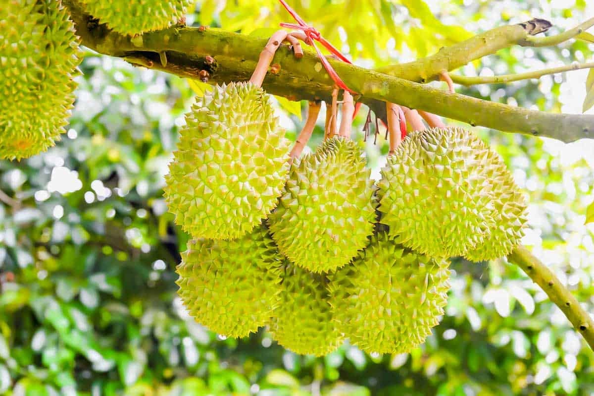 Several durian fruits with spiky green skins hang in clusters from a tree branch, surrounded by green leaves and a blurred natural background.